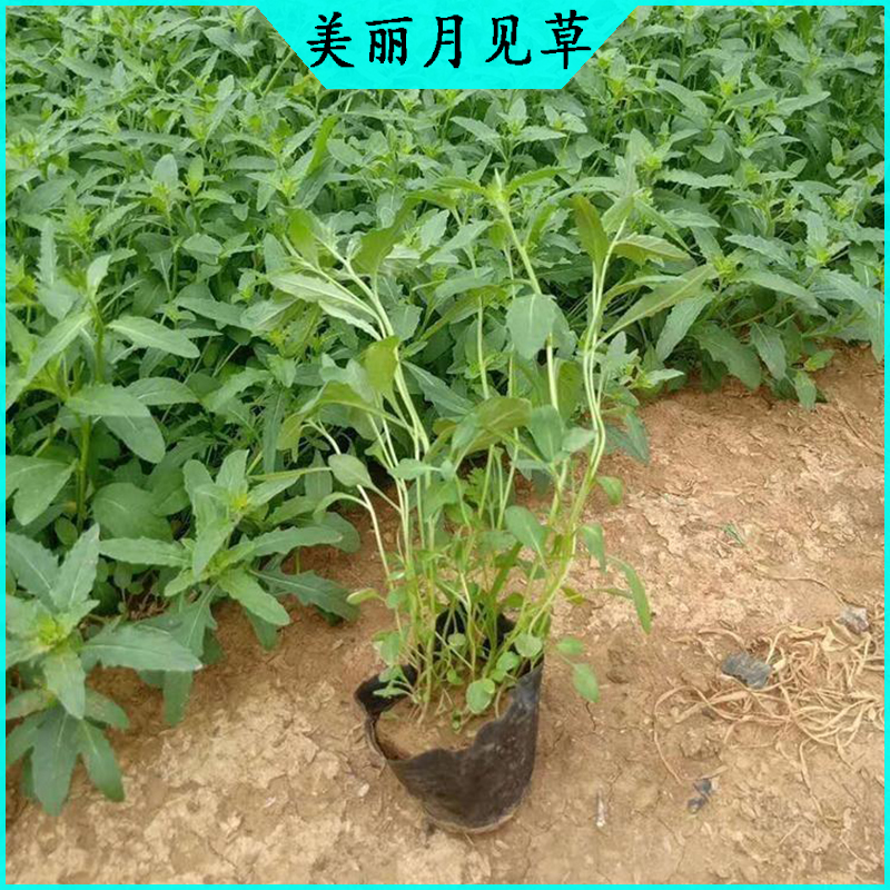 美丽月见草绿化设计 月见草批发  宿根草花美丽月见草