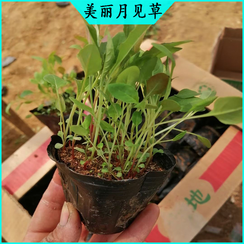旅游区绿化美丽月见草 月见草批发  宿根草花美丽月见草