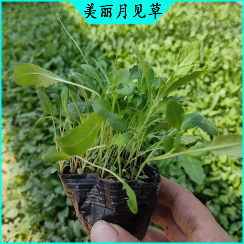 小区绿化美丽月见草 月见草批发  宿根草花美丽月见草