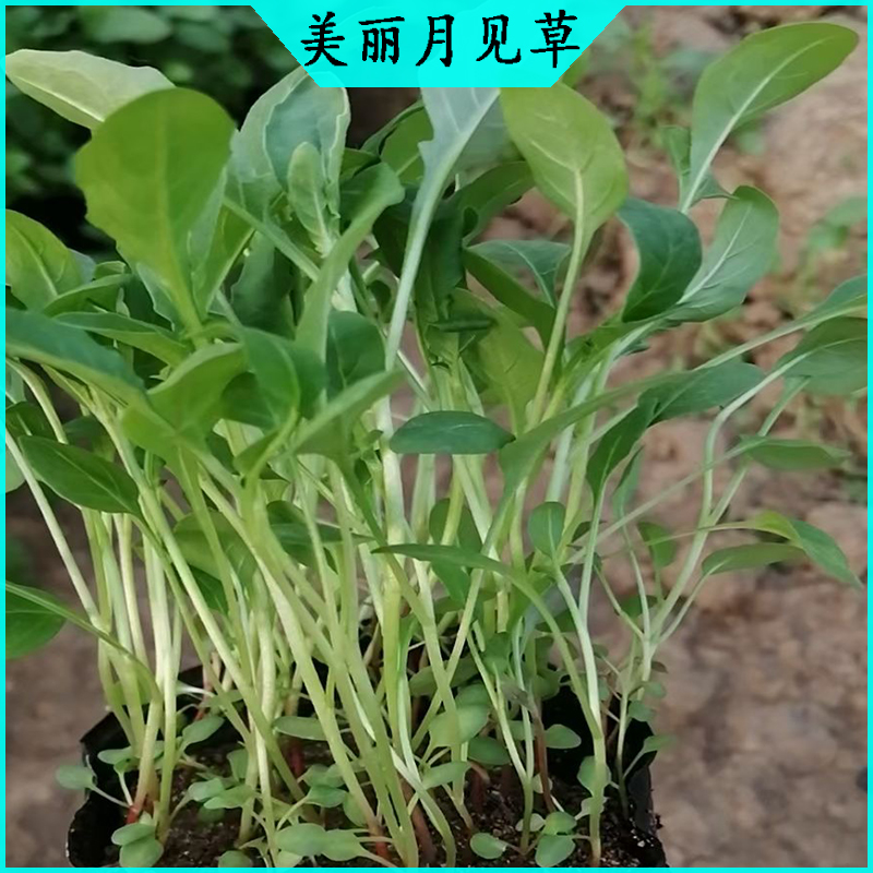 绿化工程美丽月见草 月见草批发  宿根草花美丽月见草