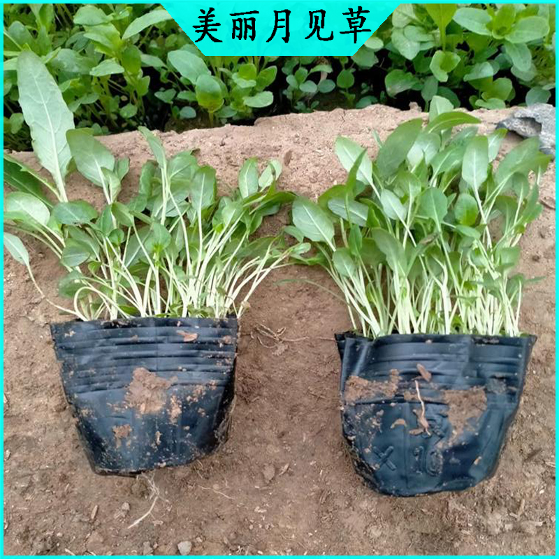 美丽月见草小苗 月见草批发  宿根草花美丽月见草