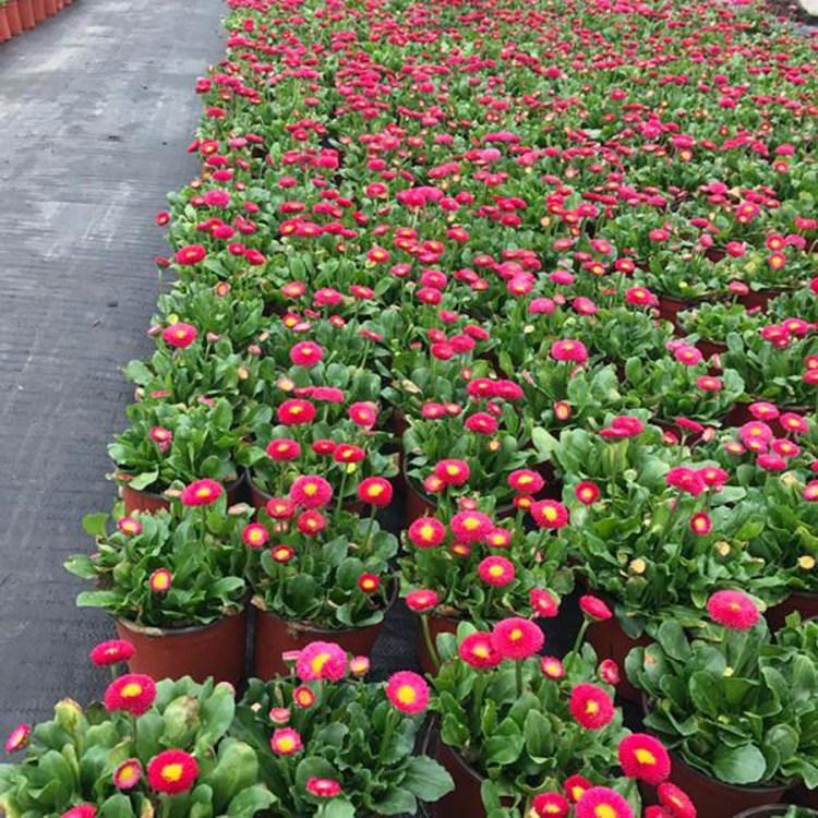 基地大量供应雏菊  苗圃供应雏菊  多用于作园林观赏