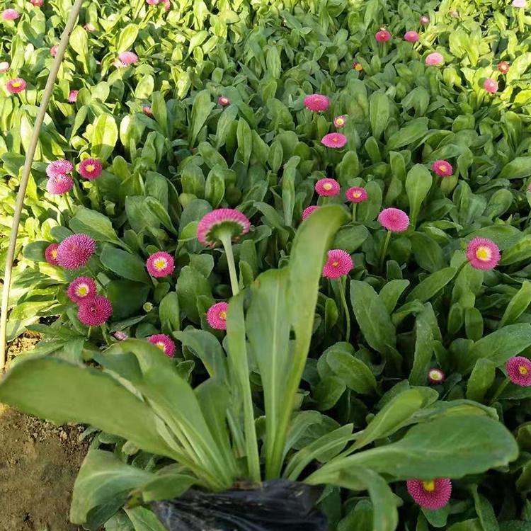 花海用花雏菊  雏菊基地  多年生草本菊花苗