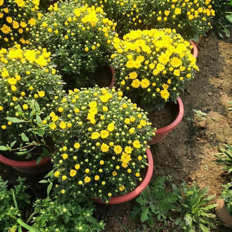 花色可选  国庆菊培育  花苞众多