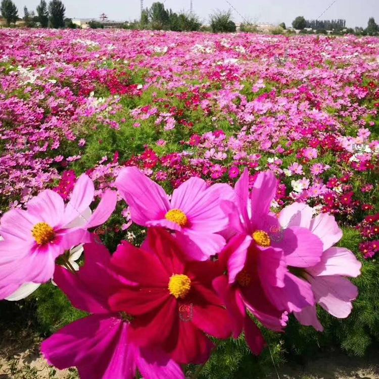 昌和  基地直售  大波斯菊种子