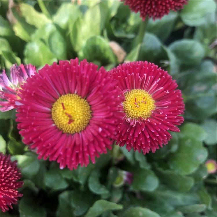 基地大量供应雏菊  雏菊种植  可做盆植美化庭院阳台