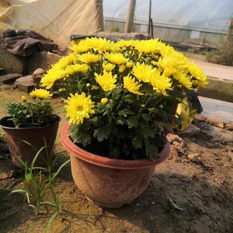 基地供应  国庆菊盆栽  花色种类繁多