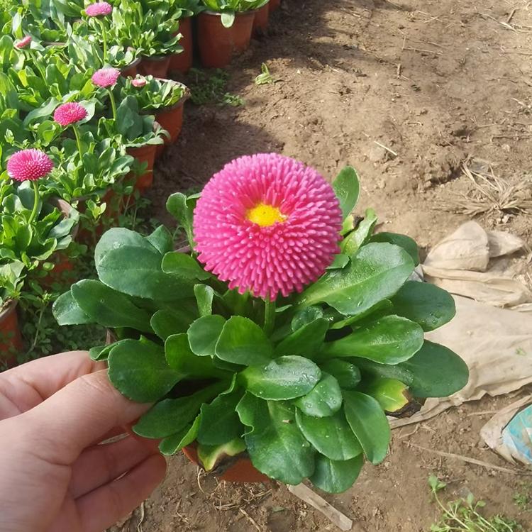 园林植物小苗供应  雏菊种植  基地直售