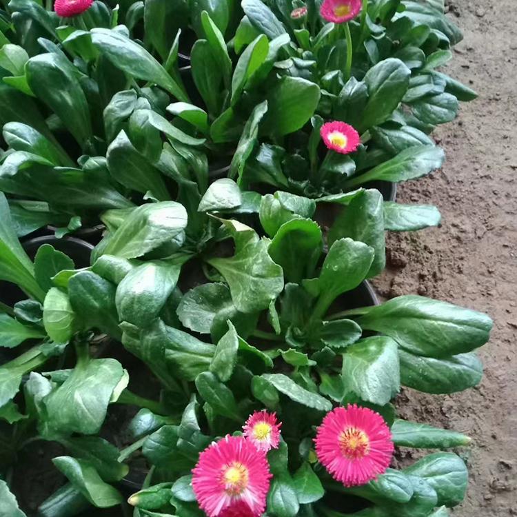 雏菊种植基地  青州小雏菊出售  花期长，耐寒能力强