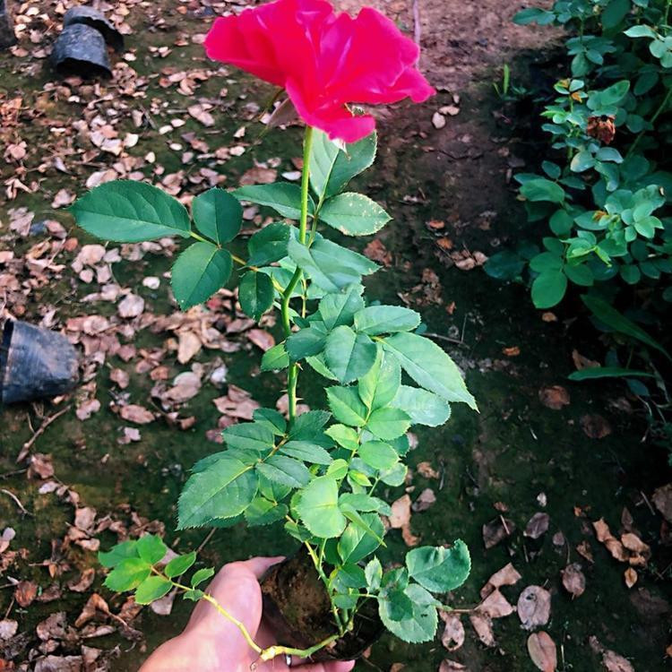布置花坛用多色系月季  月季花苗  可用于园艺栽培和切花