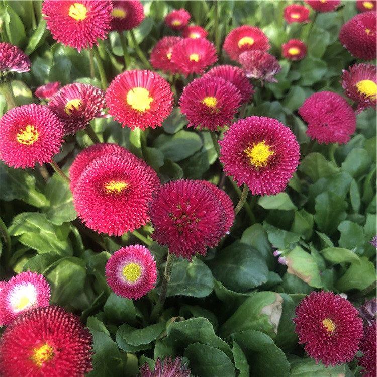 雏菊种植基地  雏菊基地  多年生草本菊花苗