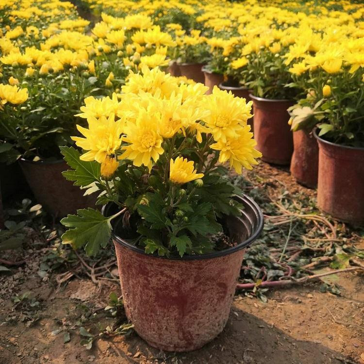 红色国庆菊  国庆菊批发  花期9-10月