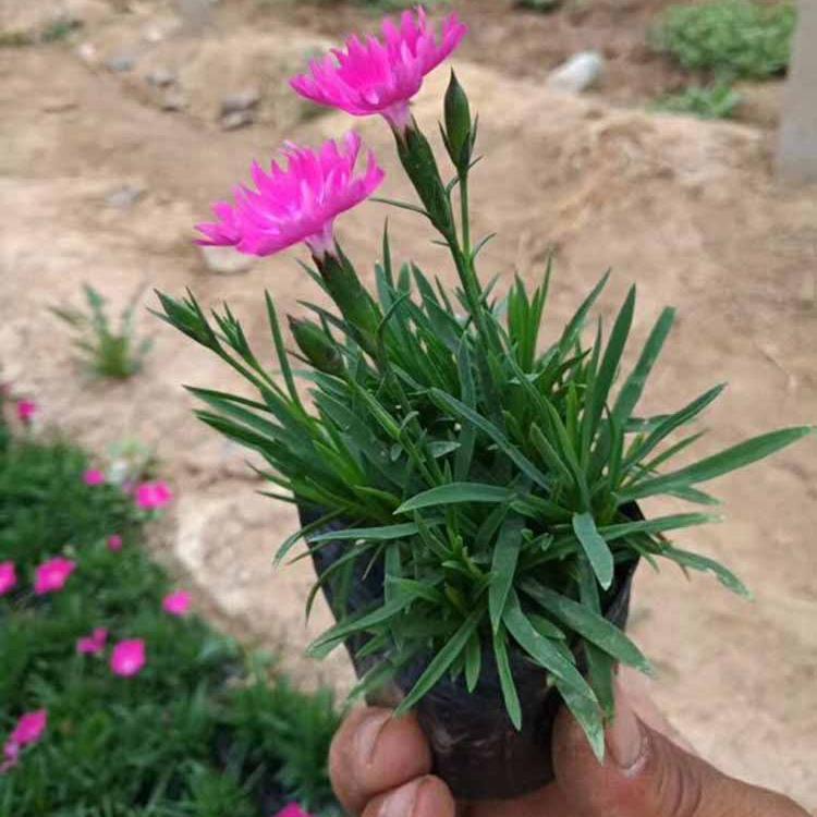 昌和  欧石竹小苗培育  适应性好