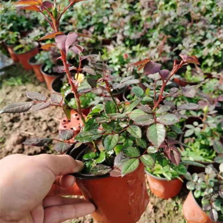 花篱、花架装饰用大花月季  月季基地  带有浓郁香气