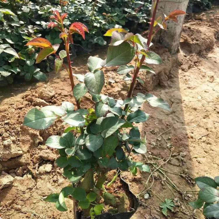 布置花坛用多色系月季  月季价格  带有浓郁香气