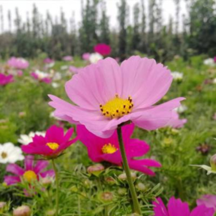 昌和  园林植物波斯菊小苗  波斯菊营养钵苗