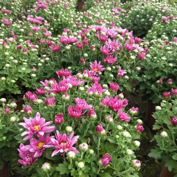花色可选  盆栽国庆菊基地  花期9-10月