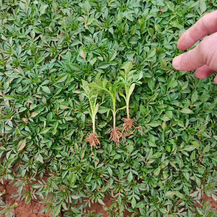 基地出售孔雀草小苗 多花色孔雀草 孔雀草小苗批发商