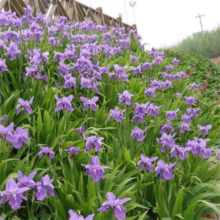花海品种薰衣草  薰衣草报价  花期长观赏性好