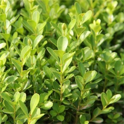 欣彤  工程绿化用瓜子黄杨  大叶黄杨培育  可用作绿篱