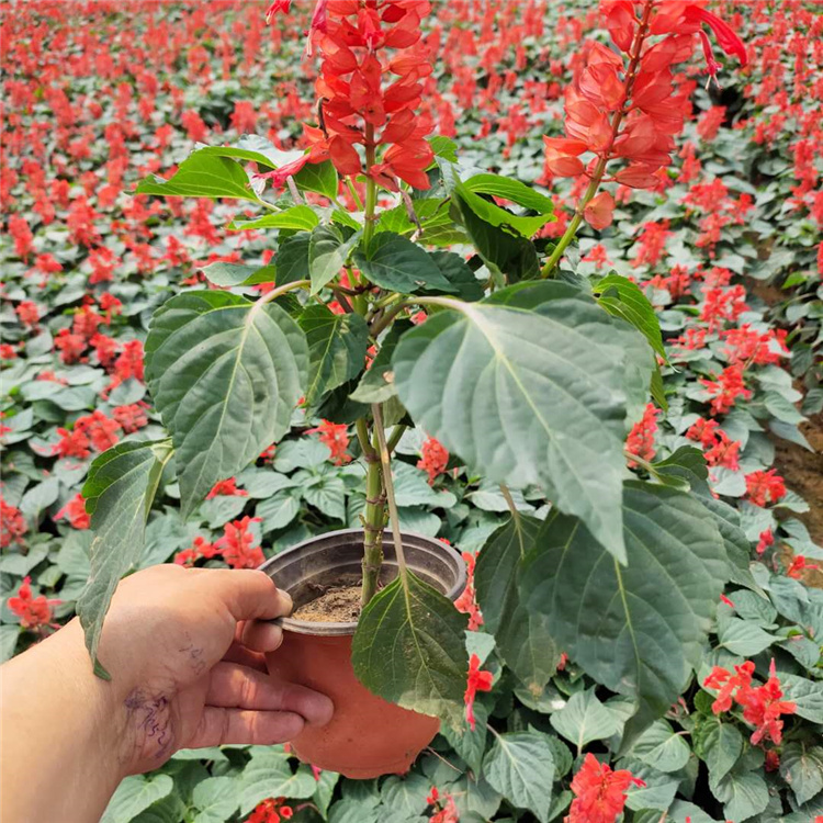 道路绿化工程花卉  鸡冠花出售  喜温暖阳光