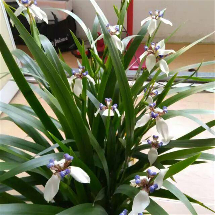 蓝紫色薰衣草花海  薰衣草报价  花期长观赏性好