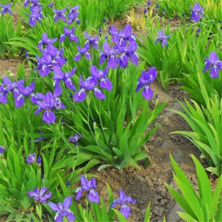 蓝紫色薰衣草花海  薰衣草报价  花期长观赏性好