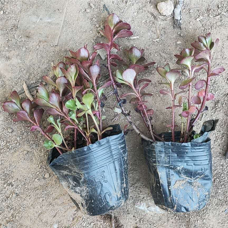 红景天杯苗 绿化植被 泽鑫种植基地红景天苗基地