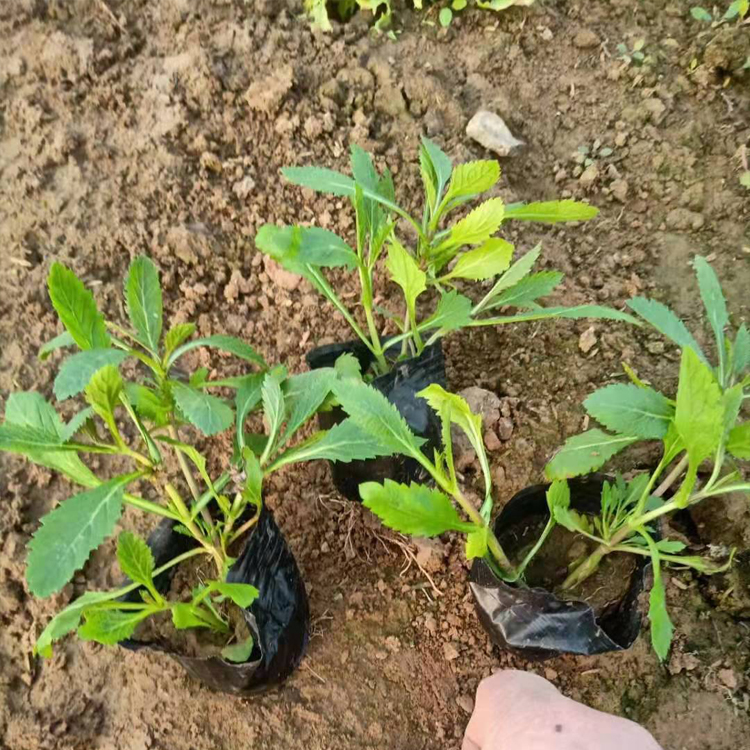 观赏用马鞭草 打造网红花海 泽鑫花卉马鞭草行情