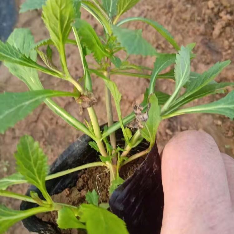 山东马鞭草出售 观赏用马鞭草 绿化植被