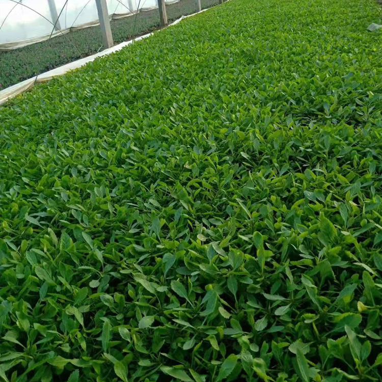 柳叶马鞭草 花海优良品种 泽鑫花卉马鞭草价格