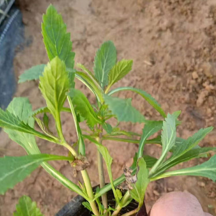 柳叶马鞭草 打造网红花海 青州马鞭草供应