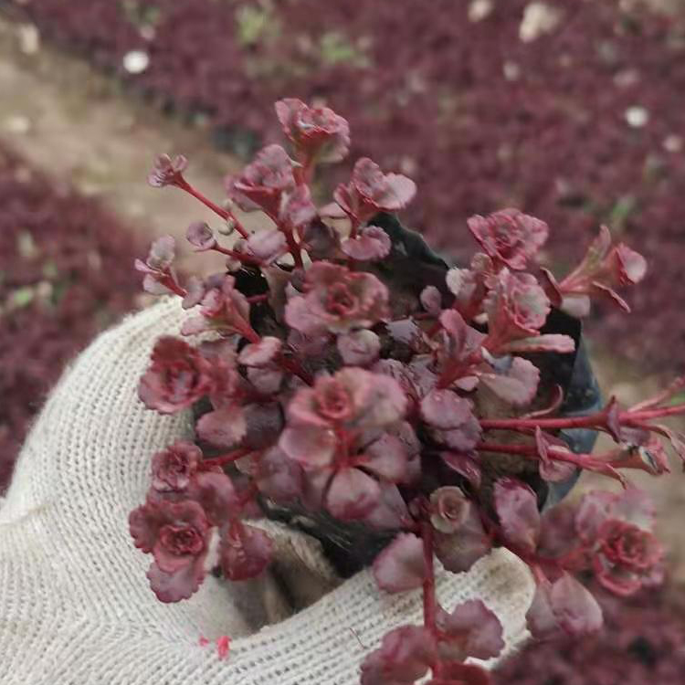 红景天杯苗 美化 泽鑫 耐寒宿根花卉  绿化城市 清新环境
