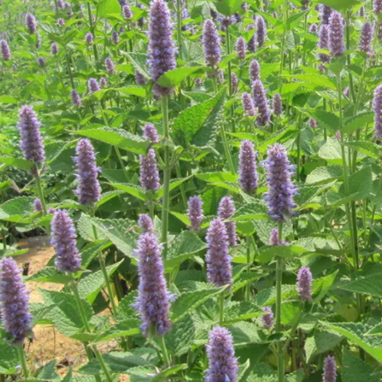 马鞭草小苗 花海优良品种 山东花卉马鞭草出售