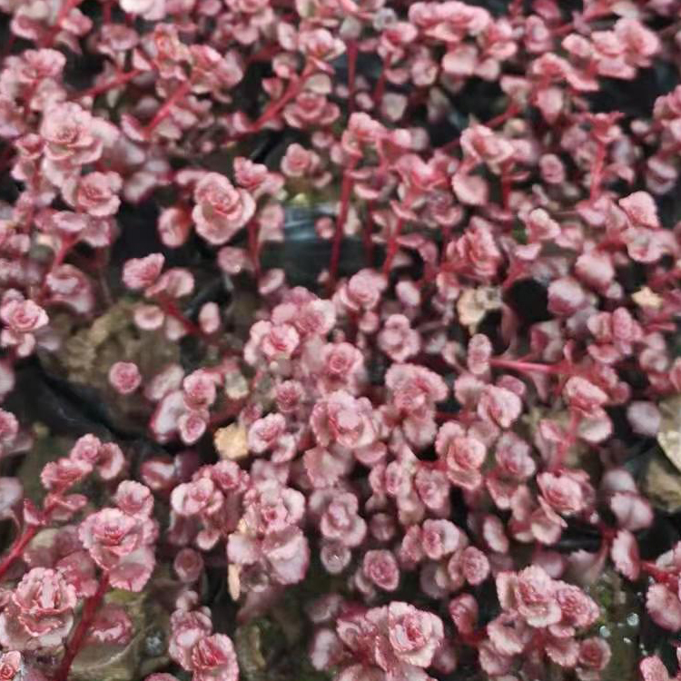 泽鑫花卉红景天苗批发 红景天小苗 绿化植被