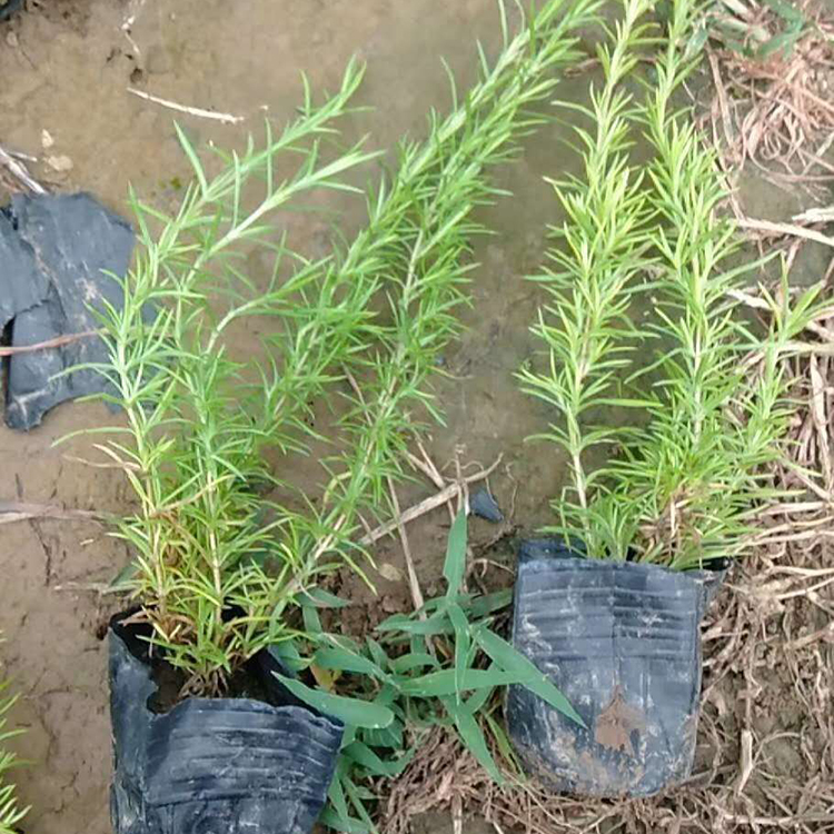 正艳花卉芝樱价格 芝樱种苗 多年生矮小草本
