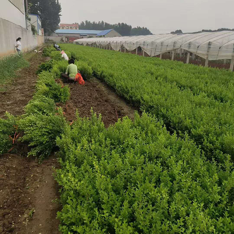 瓜子黄杨小苗 大量供应 青州种植基地瓜子黄杨出售