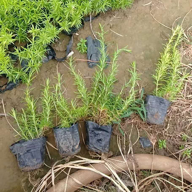 芝樱种苗 量大从优 正艳花卉芝樱供应