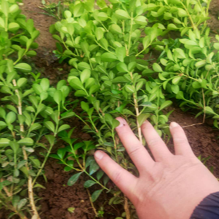 青州种植基地瓜子黄杨批发 瓜子黄杨苗 大量供应