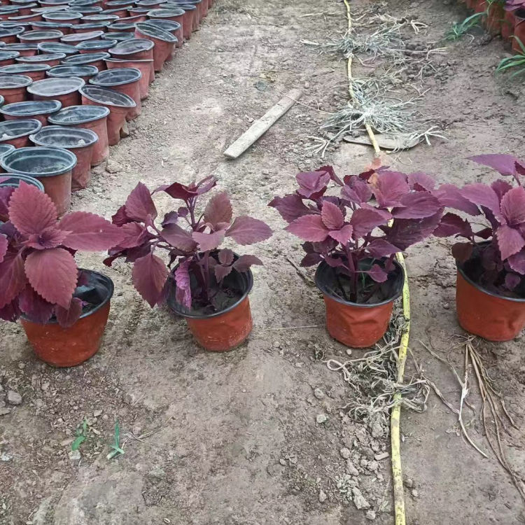 中嘉种植基地彩叶草报价 彩叶草小苗 繁殖简便