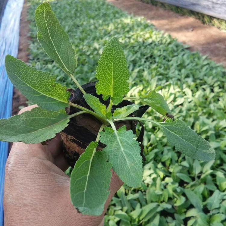 鼠尾草苗 一年生草本植物 山东花卉鼠尾草出售