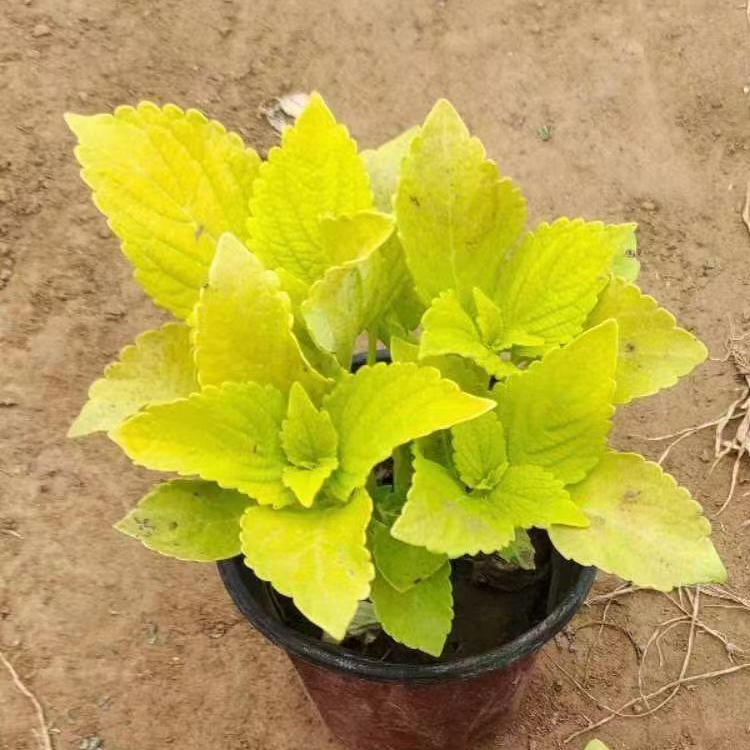 多色彩叶草苗 城市绿化美化 山花卉彩叶草供应