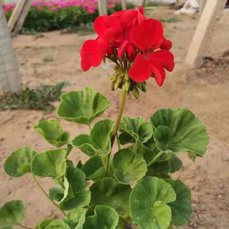 入腊红 绿化植被  山东花卉天竺葵行情