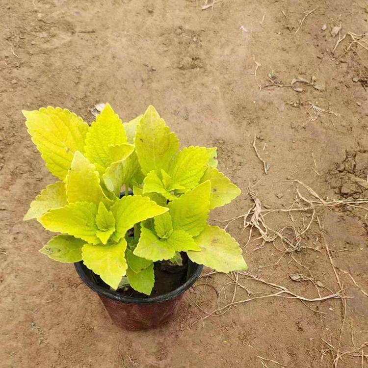 山花卉彩叶草价格 双色盆彩叶草 观赏价值高