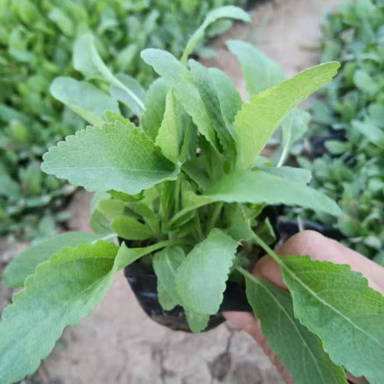 山东花卉鼠尾草报价 鼠尾草小苗 植株呈丛生状