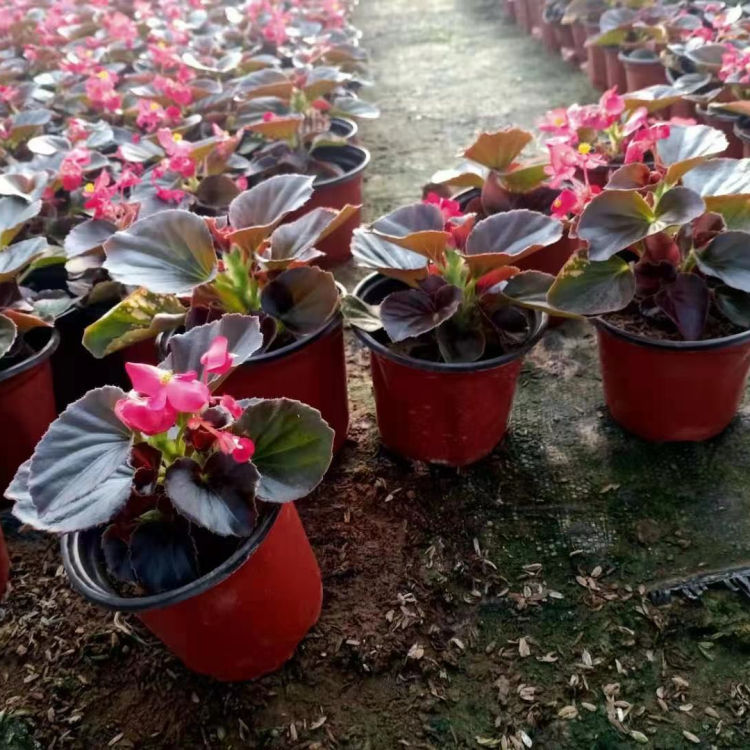 山东种植基地四季海棠供应 红叶四季海棠 花期3-12月