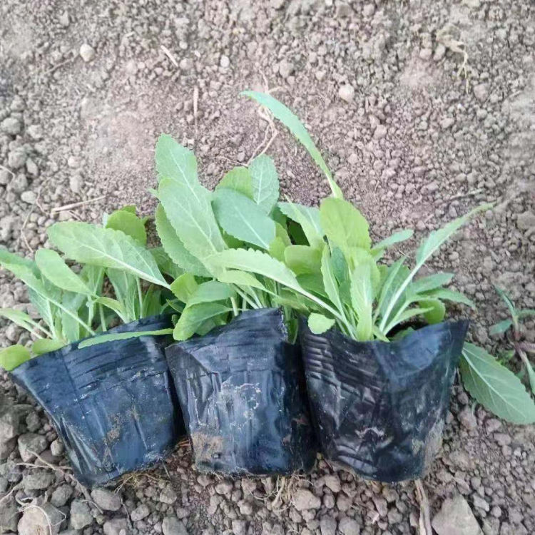 鼠尾草苗 一年生草本植物 中嘉种植基地鼠尾草出售