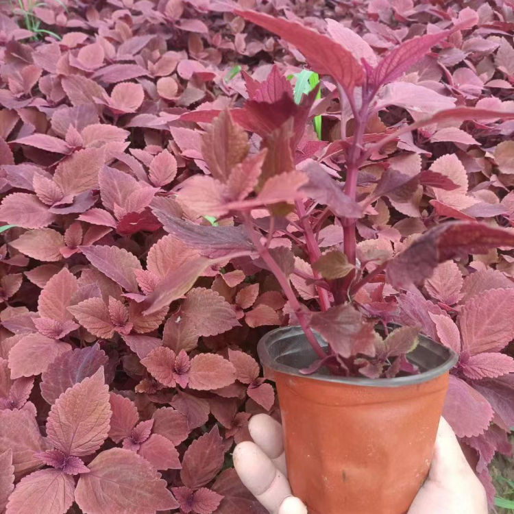 彩叶草盆栽 植物景观营造 宿根草花花卉彩叶草供应