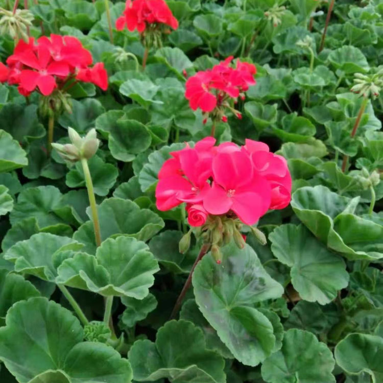 中嘉种植基地天竺葵报价 入腊红 绿化植被