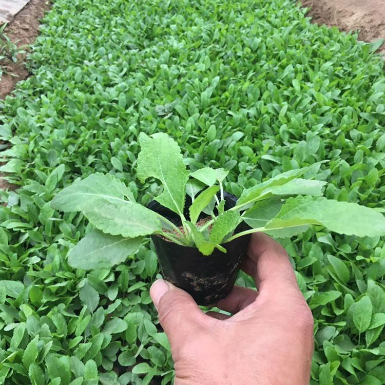 中嘉种植基地鼠尾草报价 鼠尾草小苗 绿化植被